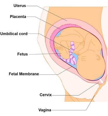 Organ-On-Chip Technology: The Future of Feto-Maternal Interface Research?